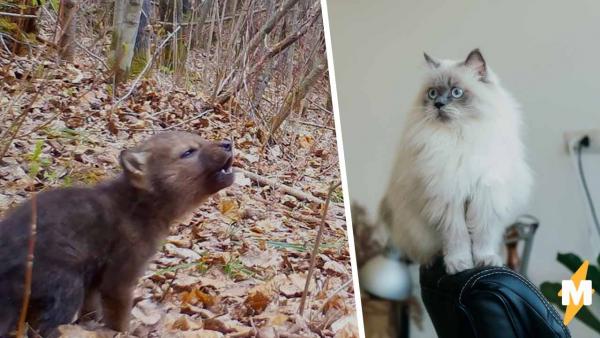 Лесная камера сняла первый вой волчонка, и он не такой милый, как мы думали. Домашних питомцев он сводит с ума