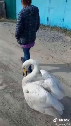 Лебедь Лёня не гусь, но свою бабулю всё же нашёл. Правда, ведёт он себя так, словно списал у соседа-Бобика