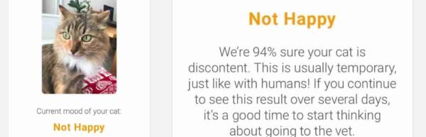 Как воспользоваться приложением Tably, которое распознаёт настроение кошек