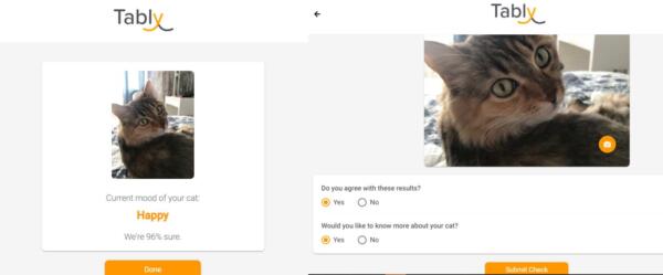 Как воспользоваться приложением Tably, которое распознаёт настроение кошек