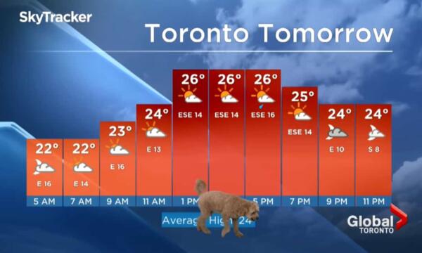 По прогнозу сегодня собака. Растерянный пёс ворвался в эфир невозмутимого метеоролога и рассмешил людей