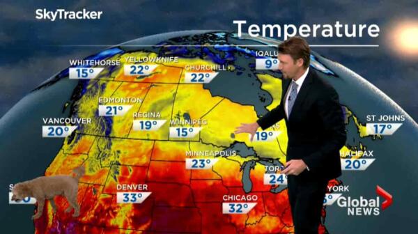 По прогнозу сегодня собака. Растерянный пёс ворвался в эфир невозмутимого метеоролога и рассмешил людей
