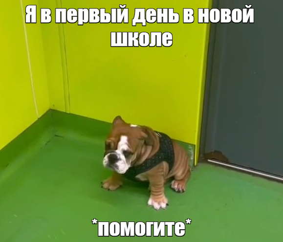 Стеснительный щенок