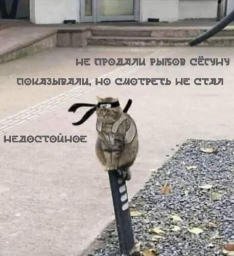 Коты теперь продают рыбов