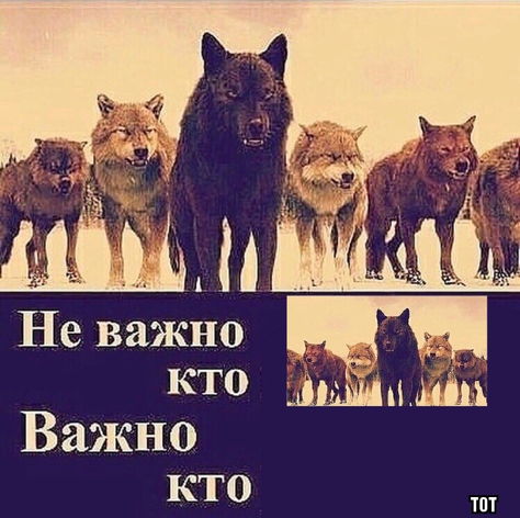 Что за мем, где волки качаются на турниках под трек "Доля воровская". Дерзкие цитаты альфачей снова в тренде