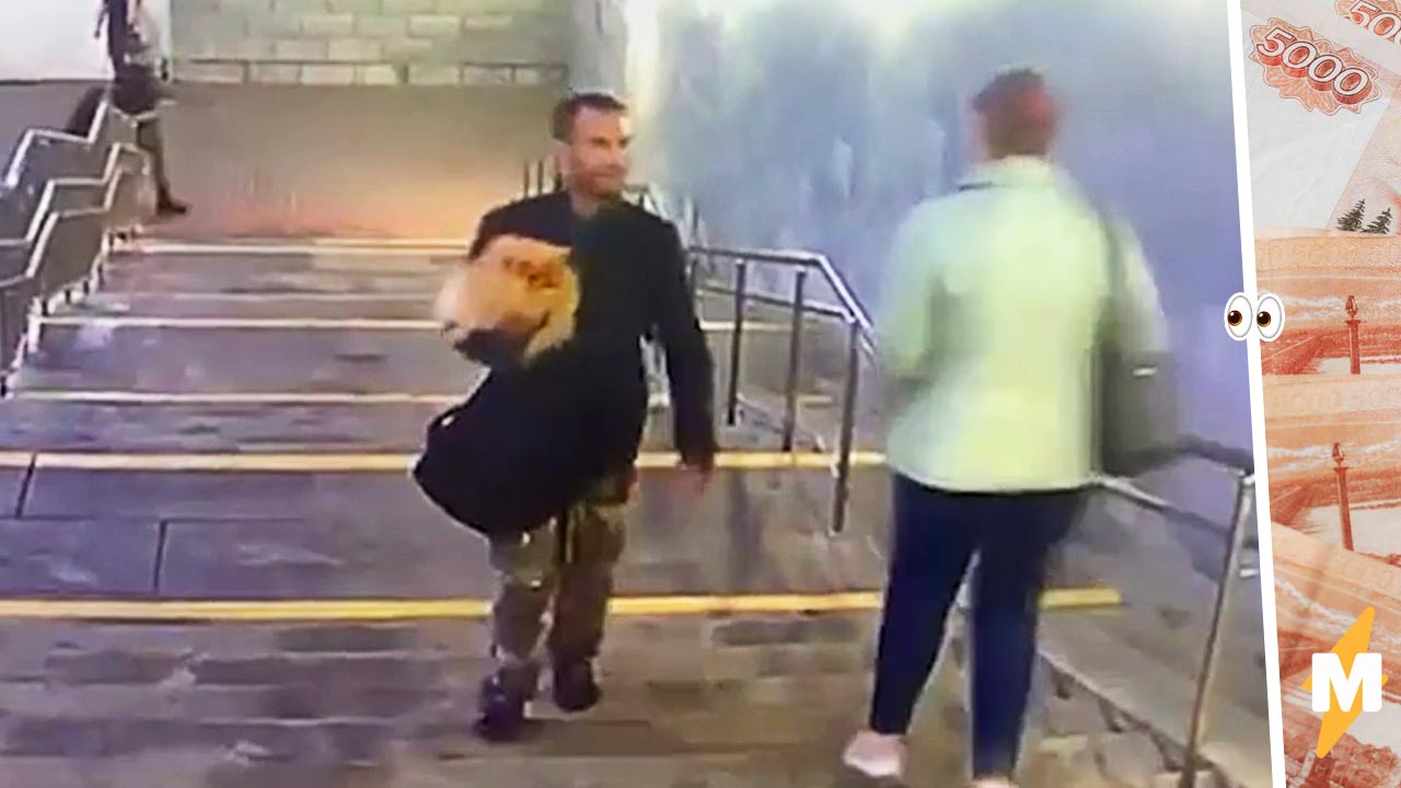 Воровка украла сердце. Шпица похитили в Москве. Женщина выгуливает собаку. Человек выгуливает собаку.