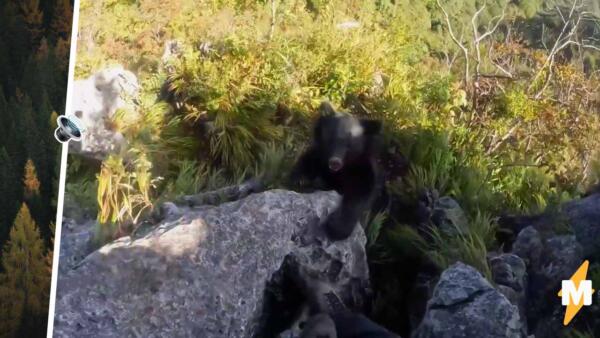 Альпинист из Японии ловко отбился от медведя ногами. На видео кричит на зверя, цепляясь за выступ скал