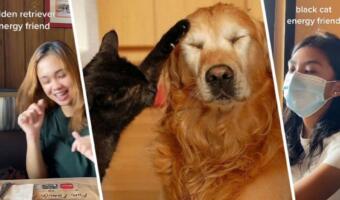 Что за тест Black Cat or Golden Retriever. Квиз делит друзей на мрачных котов и энергичных ретриверов