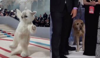 Джаред Лето в костюме кошки Шупетт попал в лучшие мемы Met Gala. На видео лук актёра пугает и лабрадора