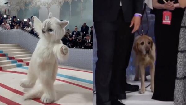 Джаред Лето в костюме кошки на Met Gala стал мемом. Актёр борется с крысами с Doja Cat и Lil Nas X