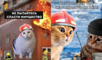 Тикток МЧС Беларуси покорил интернет. На мемных видео о пожаре и гололедице предупреждают коты